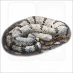Mottled Rock Rattlesnake illustration