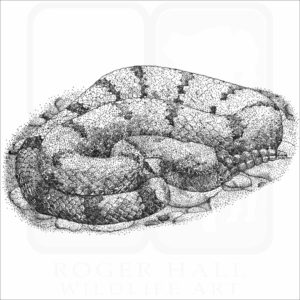 Mottled Rock Rattlesnake