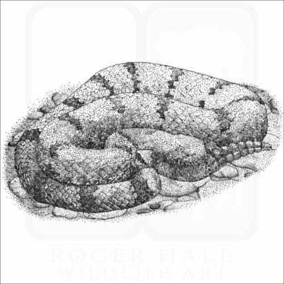Mottled Rock Rattlesnake