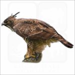 Mountain Hawk-Eagle illustration