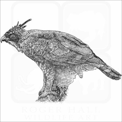 Mountain Hawk-Eagle