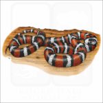 California Mountain Kingsnake illustration