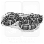 California Mountain Kingsnake