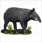 Mountain Tapir illustration