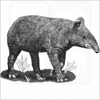 Mountain Tapir
