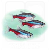 A small school of Neon Tetras illustration