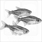 Neon Tetras