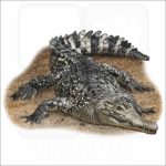 New Guinea Crocodile illustration