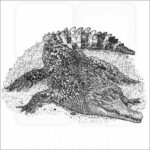 New Guinea Crocodile