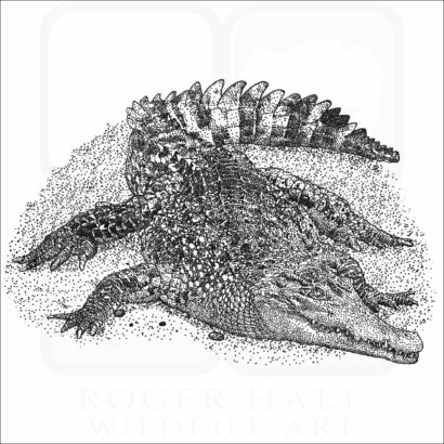 New Guinea Crocodile