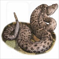 New Mexico Ridge-Nosed Rattlesnake illustration