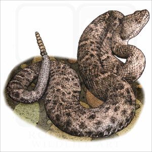 New Mexico Ridge-Nosed Rattlesnake illustration