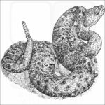 New Mexico Ridge-Nosed Rattlesnake