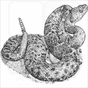 New Mexico Ridge-Nosed Rattlesnake