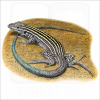 New Mexico Whiptail Lizard illustration