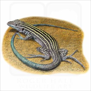 New Mexico Whiptail Lizard illustration
