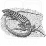 New Mexico Whiptail Lizard