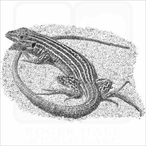 New Mexico Whiptail Lizard