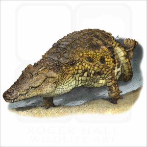 Nile Crocodile illustration