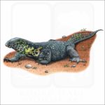 Nile Monitor illustration