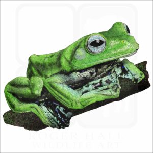 Norhayati's Flying Frog illustration