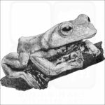 Norhayati's Flying Frog