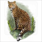 North China Leopard illustration