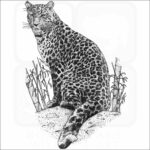 North China Leopard