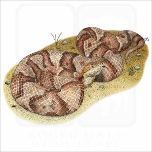 Northern Copperhead Snake illustration