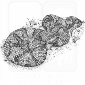 Northern Copperhead Snake