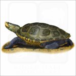 Northern Diamondback Terrapin illustration