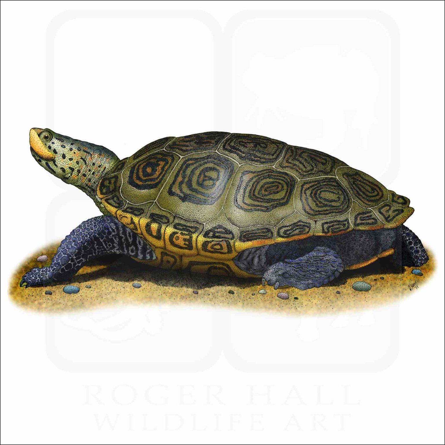 Northern Diamondback Terrapin - Signed Fine Art Print - inkart