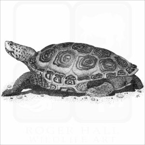 Northern Diamondback Terrapin