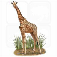Northern Giraffe illustration