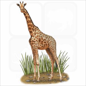 Northern Giraffe illustration
