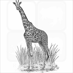 Northern Giraffe