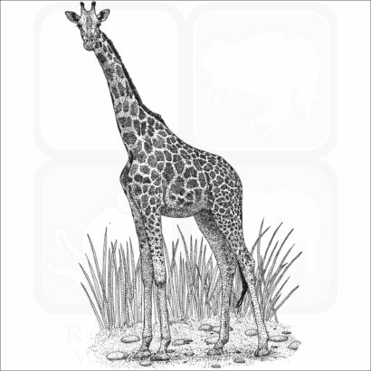 Northern Giraffe