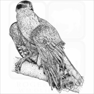 Northern Goshawk
