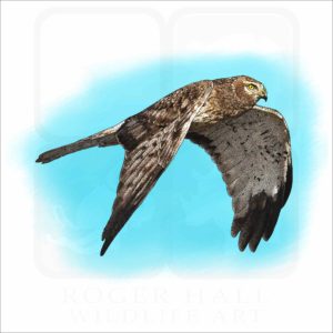 Northern Harrier illustration