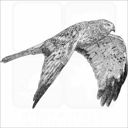 Northern Harrier