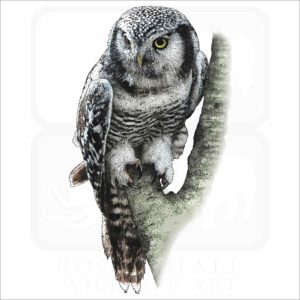 Northern Hawk Owl illustration