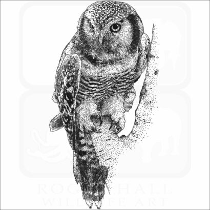 Northern Hawk Owl