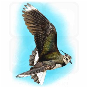 Northern Lapwing illustration