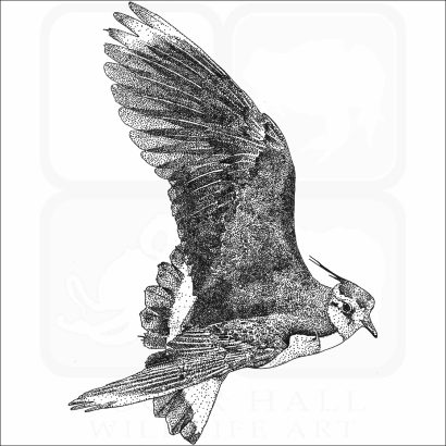 Northern Lapwing
