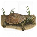 Northern Map Turtle illustration