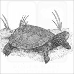 Northern Map Turtle