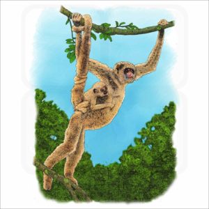Northern Muriqui illustration