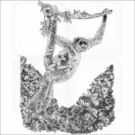 Northern Muriqui illustration