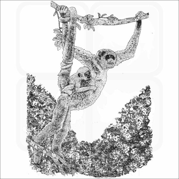 Northern Muriqui illustration