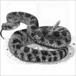 Northern Pacific Rattlesnake